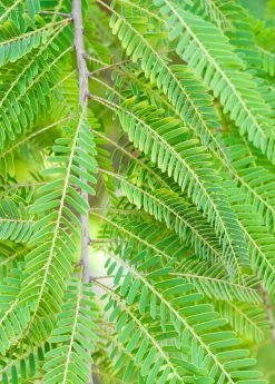 Sow Exotic Amla, Indian Gooseberry (Phyllanthus Emblica)