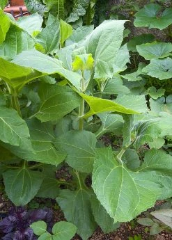 Sow Exotic Earth Apple, 'Yellow' (Smallanthus Sonchifolius) Medicinal & Culinary Herbs