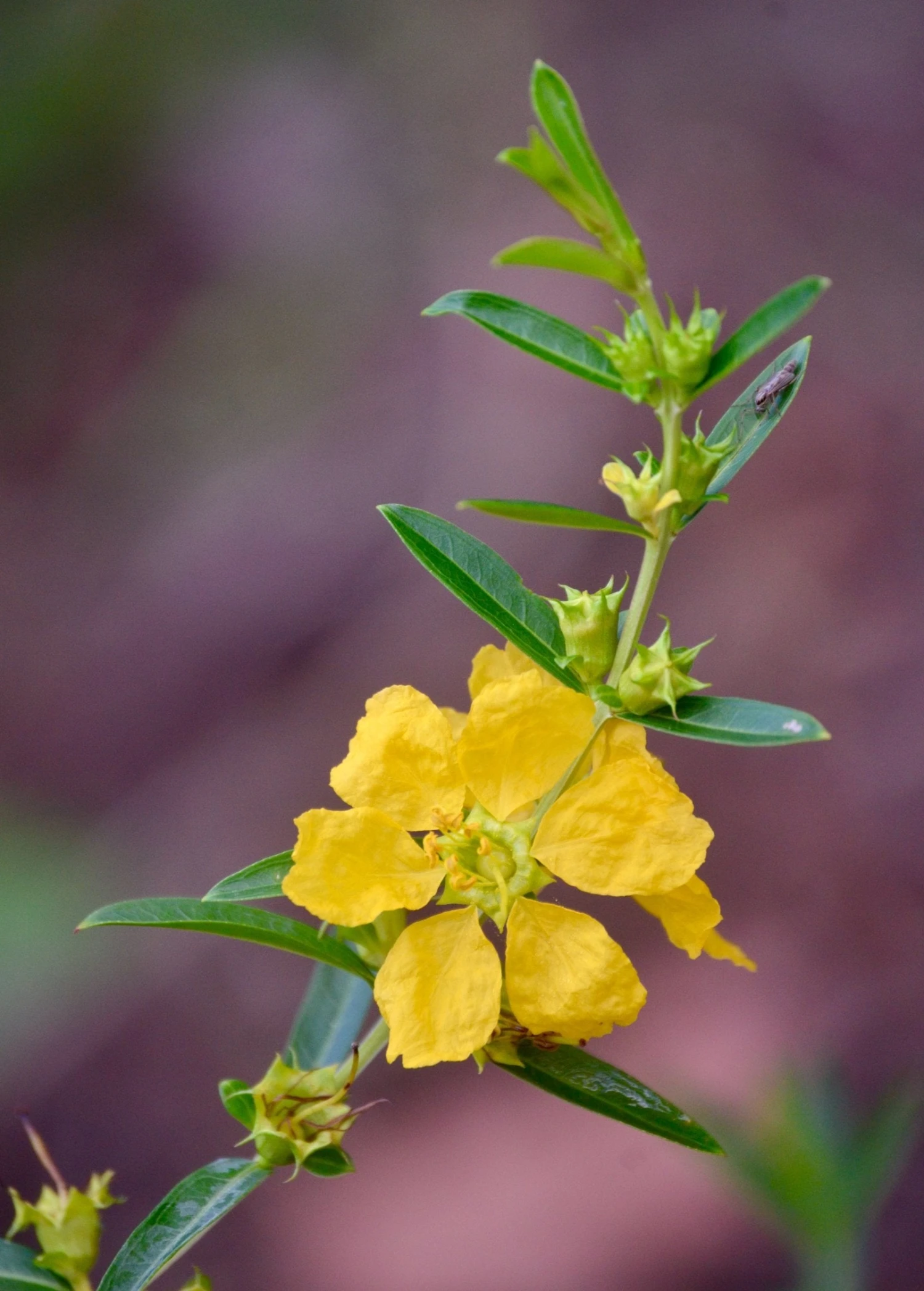 Sow Exotic Sun Opener, Sinicuichi (Heimia Salicifolia) Medicinal & Culinary Herbs 4 Sow Exotic Sun Opener, Sinicuichi (Heimia Salicifolia) Medicinal & Culinary Herbs