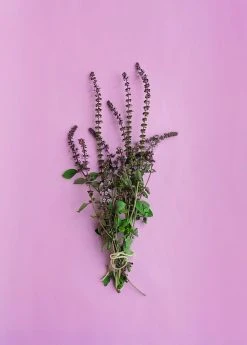 Sow Exotic Medicinal & Culinary Herbs African Blue Basil (Ocimum Kilimandscharicum × Basilicum 'Dark Opal')