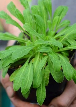 Sow Exotic African Dream Root (Silene Undulata Syn. Silene Capensis)