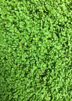 Sow Exotic Medicinal & Culinary Herbs Corsican Mint (Mentha Requienii)