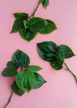 Sow Exotic Lolot (Piper Sarmentosum) Medicinal & Culinary Herbs