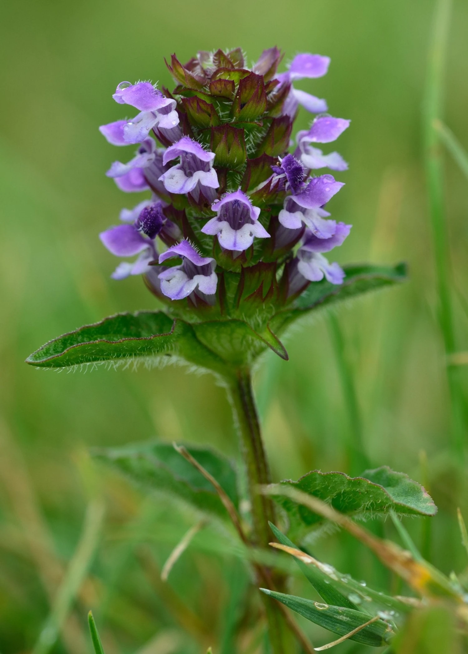 Sow Exotic Self Heal Herb (Prunella Vulgaris) Medicinal & Culinary Herbs 2 Sow Exotic Self Heal Herb (Prunella Vulgaris) Medicinal & Culinary Herbs