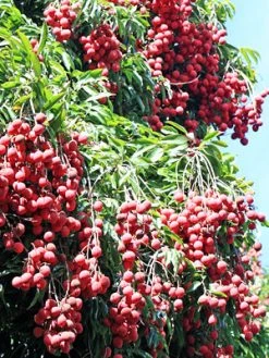 Sow Exotic Tropical Fruit & Spice Trees Lychee 'Mauritius' (Litchi Chinensis)