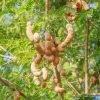 Sow Exotic Tamarind (Tamarindus Indica) Tropical Fruit & Spice Trees