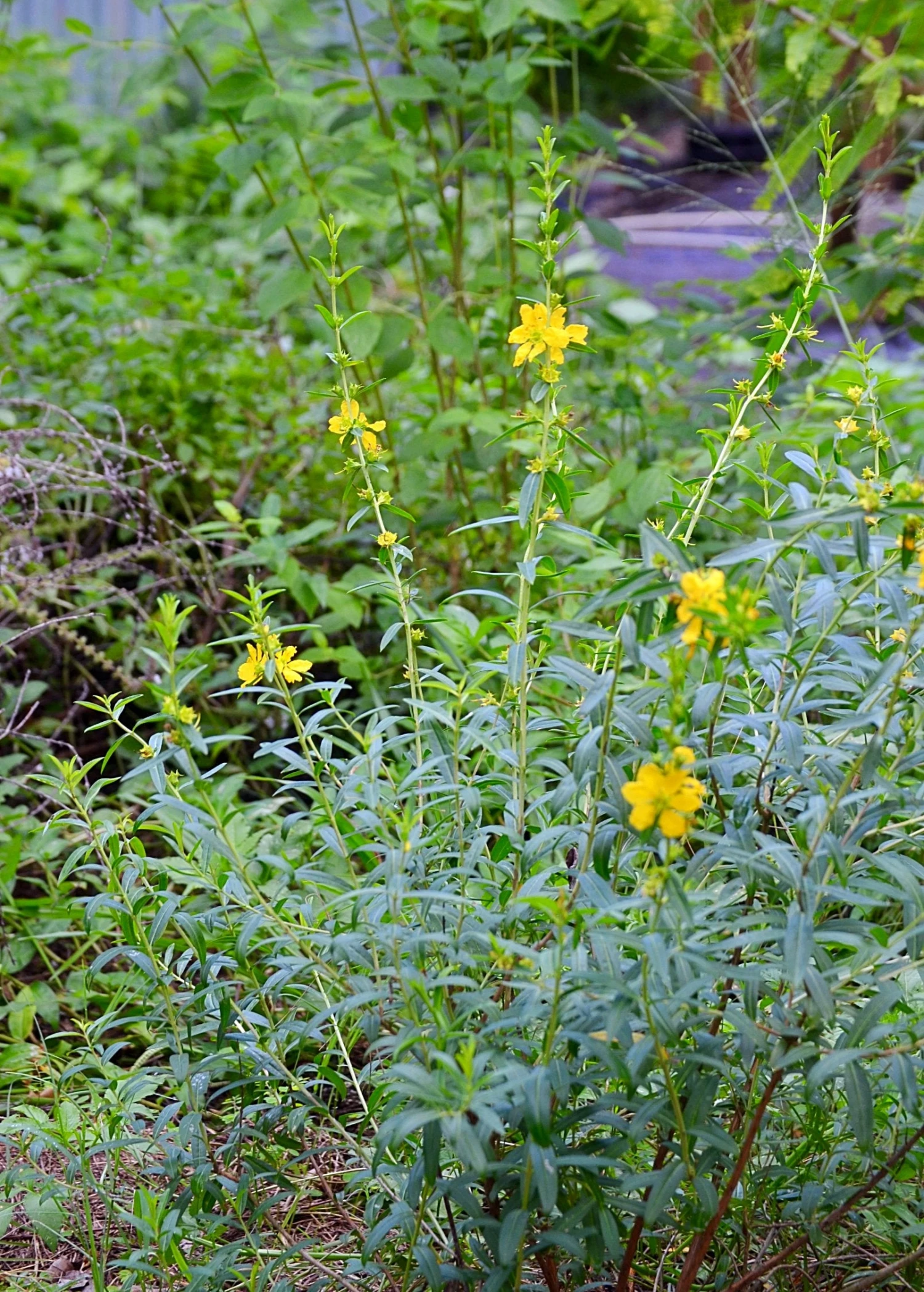 Sow Exotic Sun Opener, Sinicuichi (Heimia Salicifolia) Medicinal & Culinary Herbs 2 Sow Exotic Sun Opener, Sinicuichi (Heimia Salicifolia) Medicinal & Culinary Herbs