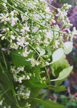 Sow Exotic Medicinal & Culinary Herbs Neem Tree (Azadirachta Indica)