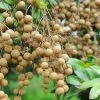 Sow Exotic Longan, 'Kohala' (Dimocarpus Longan) Tropical Fruit & Spice Trees