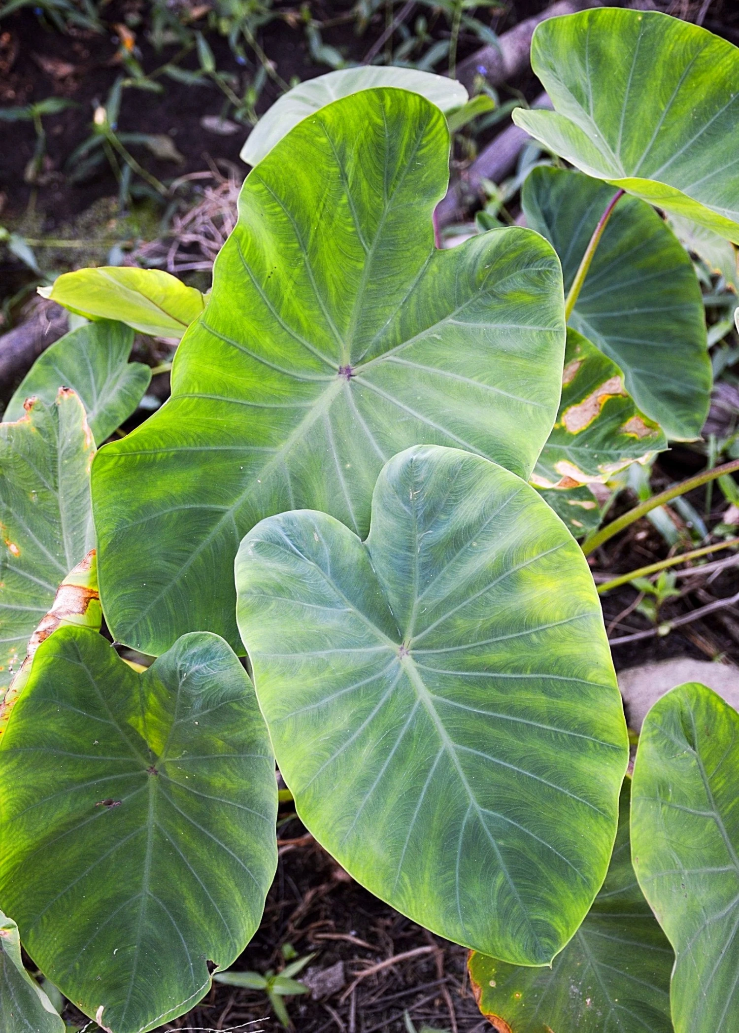 Sow Exotic Taro, Red (Colocasia Esculenta) 3 Sow Exotic Taro, Red (Colocasia Esculenta)