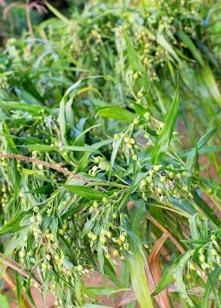 Sow Exotic Job's Tears (Coix Lacryma-jobi)