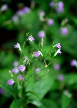 Sow Exotic Tilo (Justicia Pectoralis)