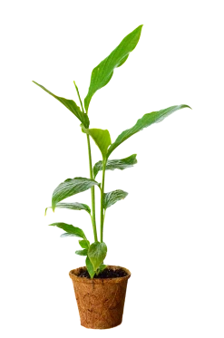 Sow Exotic Cardamom (Elettaria Cardamomum)