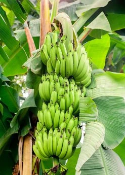 Sow Exotic Plantain 'Dwarf Puerto Rican' (Musa)