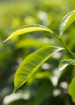 Sow Exotic Green Tea (Camellia Sinensis)