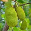 Sow Exotic Jackfruit 'Black Gold' (Artocarpus Heterophyllus)