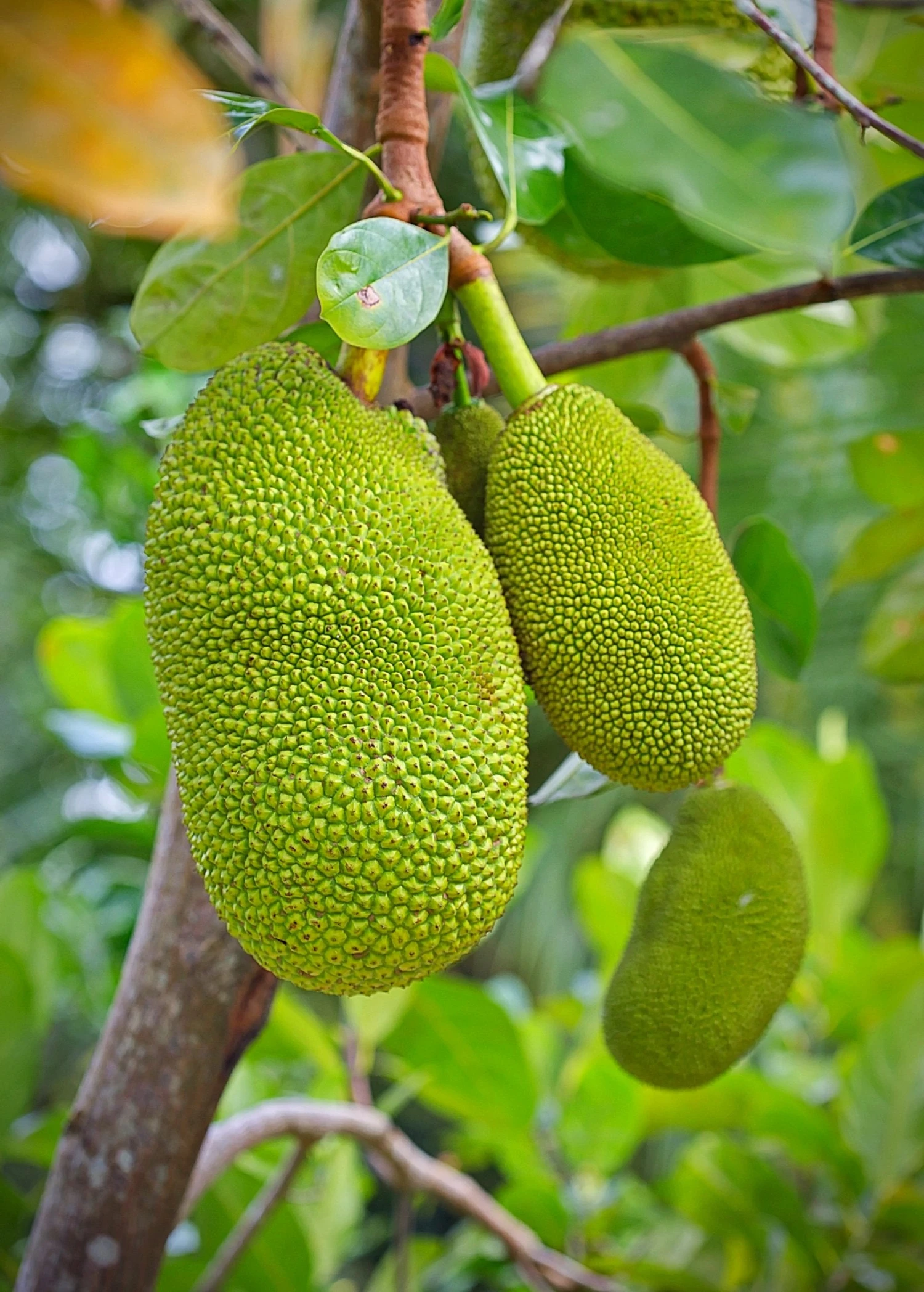 Sow Exotic Tropical Fruit & Spice Trees Jackfruit Seedling (Artocarpus Heterophyllus) 1 Sow Exotic Tropical Fruit & Spice Trees Jackfruit Seedling (Artocarpus Heterophyllus)