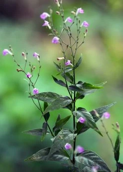 Sow Exotic Tilo (Justicia Pectoralis)