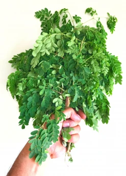 Sow Exotic Moringa (Moringa Oleifera) Medicinal & Culinary Herbs
