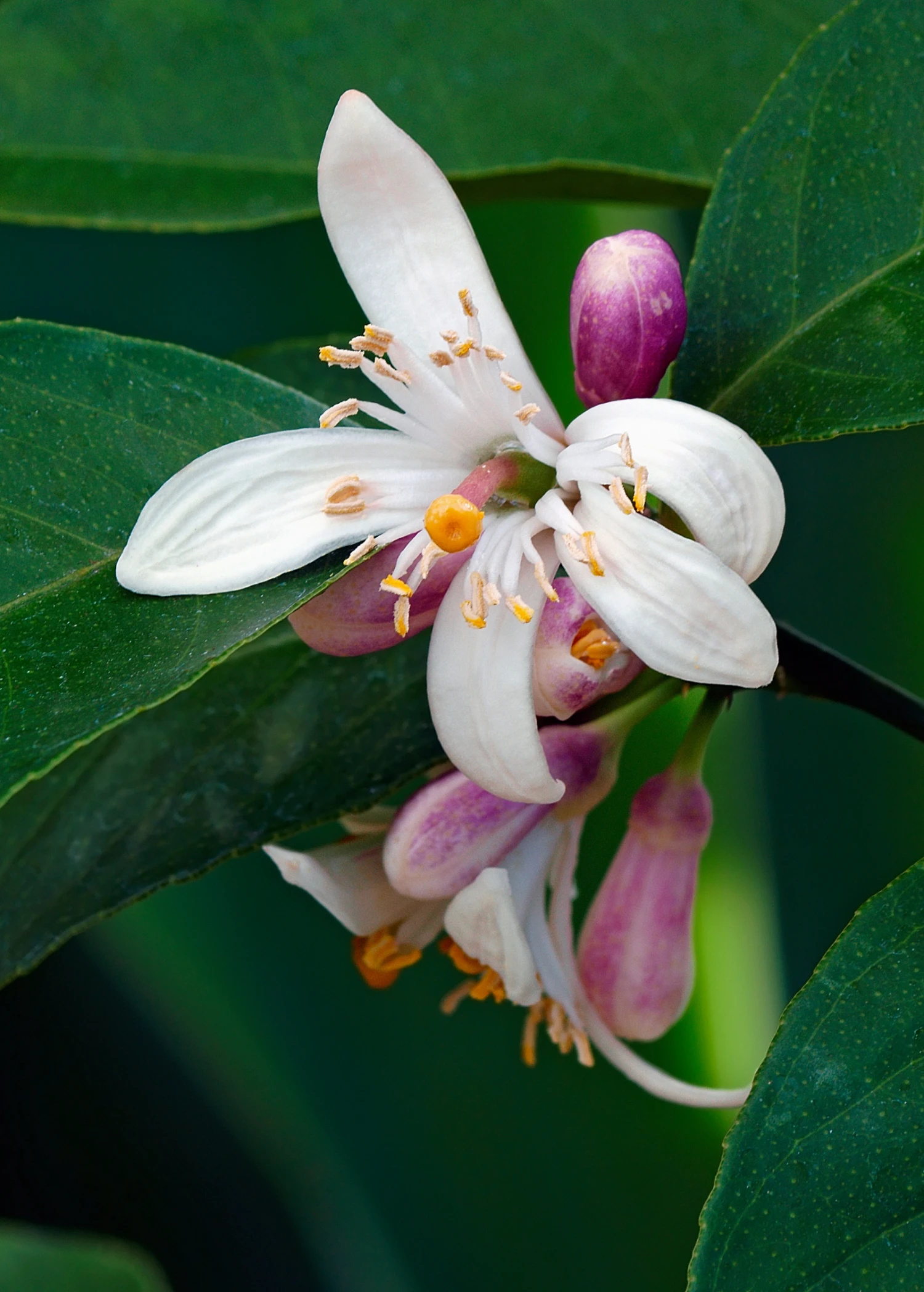 Sow Exotic Tropical Fruit & Spice Trees Meyer Lemon (Citrus × Meyeri) 5 Sow Exotic Tropical Fruit & Spice Trees Meyer Lemon (Citrus × Meyeri)
