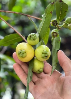 Sow Exotic Rose Apple (Syzygium Jambos)
