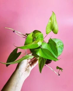 Sow Exotic Rare Fruiting Plants Ube (Dioscorea Alata)