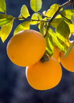 Sow Exotic Tropical Fruit & Spice Trees Meyer Lemon (Citrus × Meyeri)
