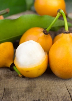 Sow Exotic Tropical Fruit & Spice Trees Achacha, Achachairú (Garcinia Humilis)