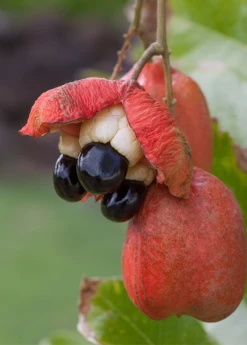 Sow Exotic Ackee (Blighia Sapida)
