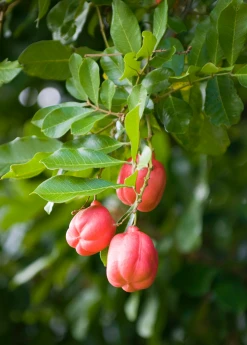 Sow Exotic Ackee (Blighia Sapida)