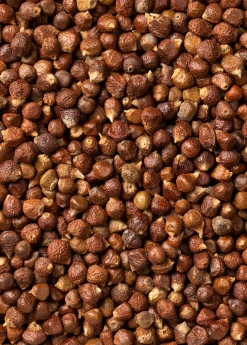 Sow Exotic Grains Of Paradise (Aframomum Melegueta)