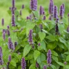 Sow Exotic Anise Hyssop (Agastache Foeniculum) Medicinal & Culinary Herbs