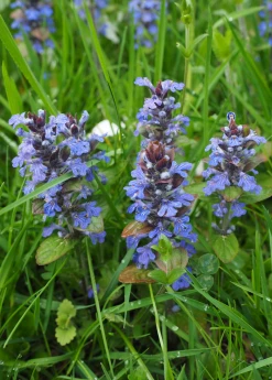 Sow Exotic Medicinal & Culinary Herbs Chocolate Chip Bugleweed (Ajuga)