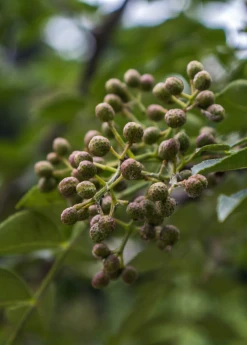 Sow Exotic Tropical Fruit & Spice Trees Allspice (Pimenta Dioica)