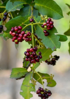 Sow Exotic Tropical Fruit & Spice Trees Allspice (Pimenta Dioica)