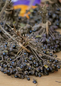 Sow Exotic Tropical Fruit & Spice Trees Allspice (Pimenta Dioica)