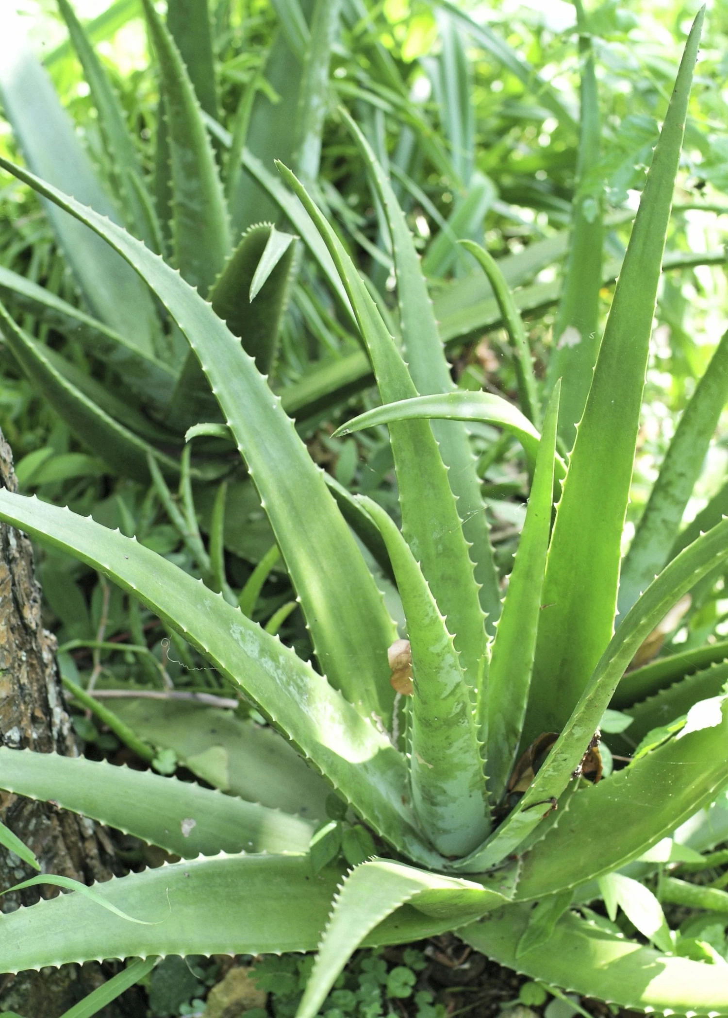 Sow Exotic Medicinal & Culinary Herbs Aloe (Aloe Vera) 1 Sow Exotic Medicinal & Culinary Herbs Aloe (Aloe Vera)