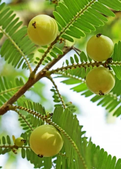 Sow Exotic Amla, Indian Gooseberry (Phyllanthus Emblica)