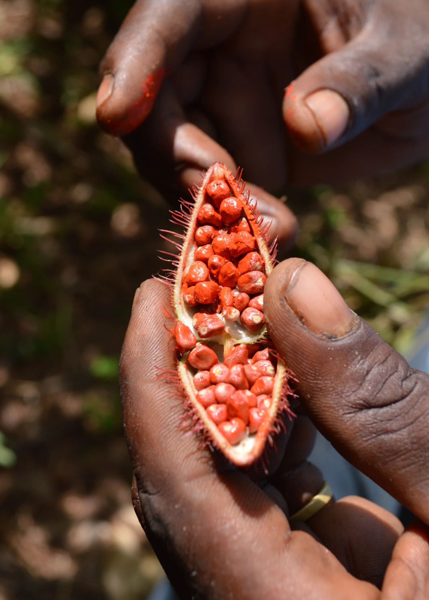 Sow Exotic Tropical Fruit & Spice Trees Annatto Achiote (Bixa Orellana)