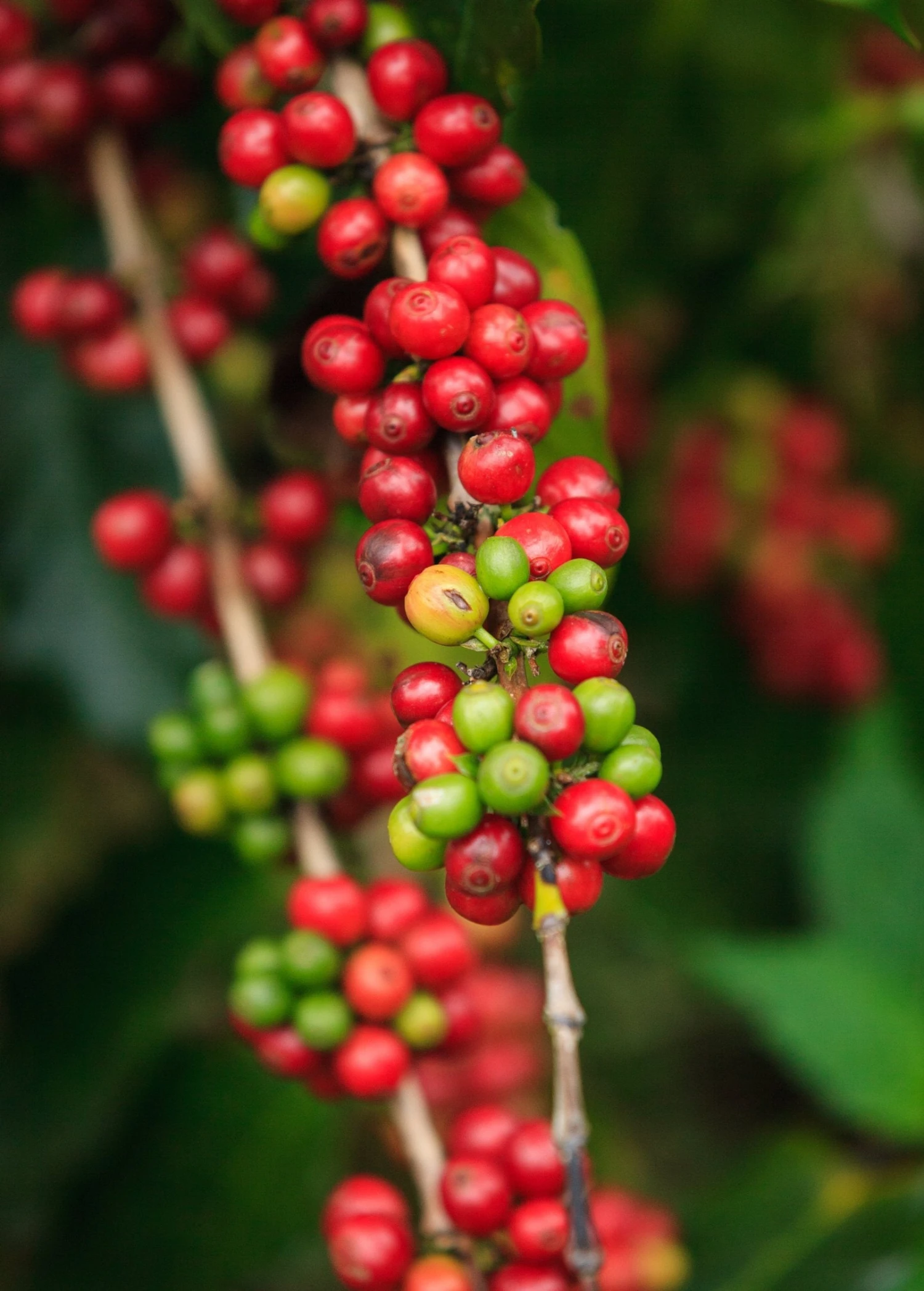 Sow Exotic Coffee (Coffea Arabica)