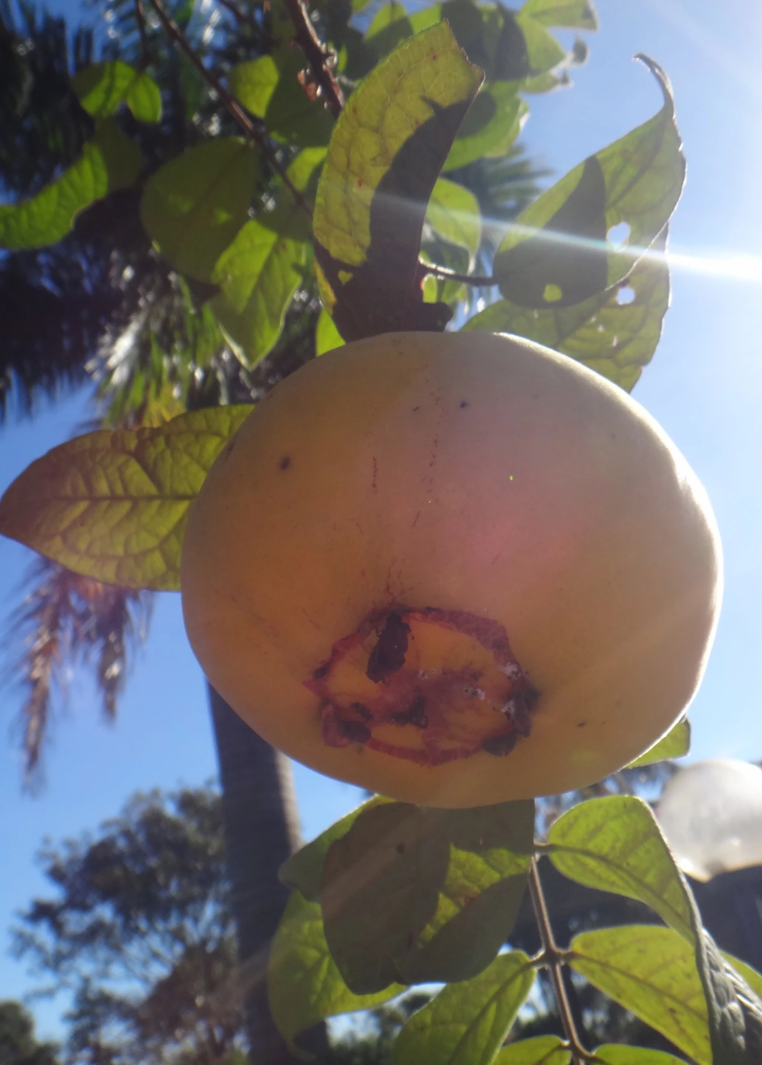 Sow Exotic Araza (Eugenia Stipitata)