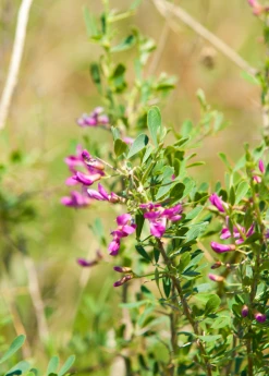Sow Exotic Astragalus (Astragalus Membranaceus)