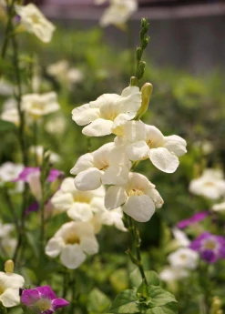 Sow Exotic Asystasia, Chinese Creeping Foxglove (Asystasia Gangetica) Medicinal & Culinary Herbs