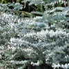 Sow Exotic Medicinal & Culinary Herbs Baby Blue Eucalyptus (Eucalyptus Pulverulenta)