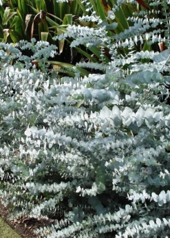Sow Exotic Medicinal & Culinary Herbs Baby Blue Eucalyptus (Eucalyptus Pulverulenta)