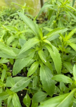 Sow Exotic Bergamot 'Lemon' (Monarda Citriodora) Medicinal & Culinary Herbs