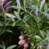 Sow Exotic Blueberry 'Native Florida' (Vaccinium Darrowii)