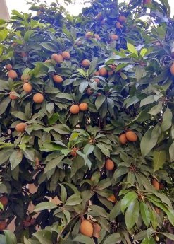 Sow Exotic Mamey Sapote 'Magana' (Pouteria Sapota) Tropical Fruit & Spice Trees