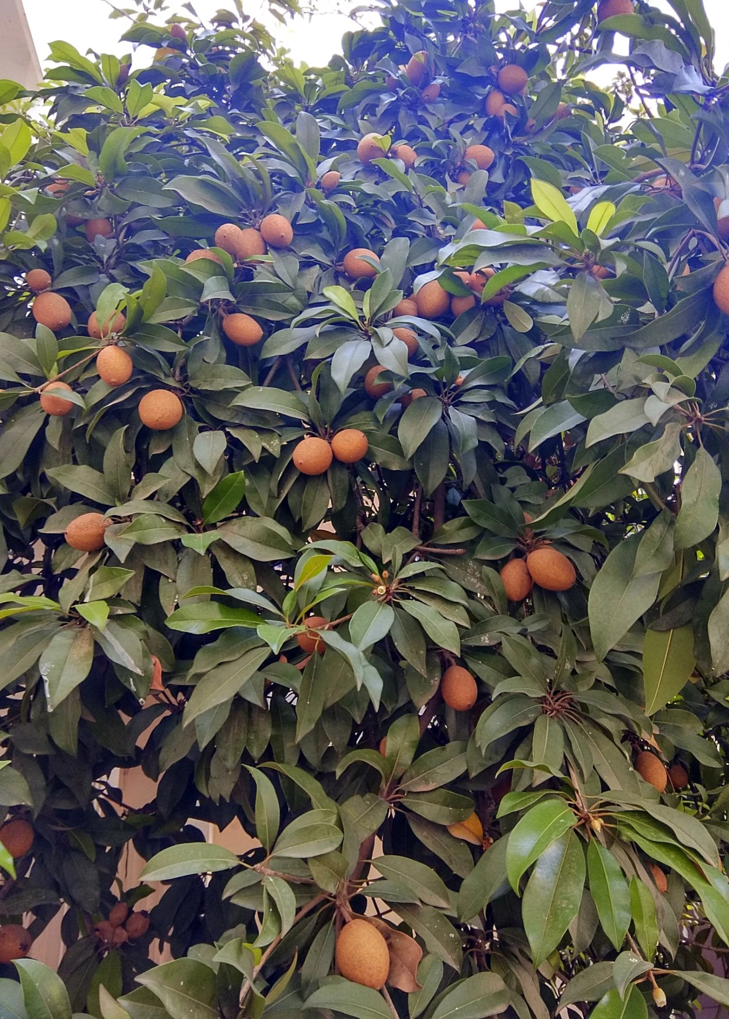 Sow Exotic Tropical Fruit & Spice Trees Mamey Sapote 'Key West' (Pouteria Sapota) 1 Sow Exotic Tropical Fruit & Spice Trees Mamey Sapote 'Key West' (Pouteria Sapota)