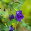 Sow Exotic Butterfly Pea (Clitoria Ternatea)